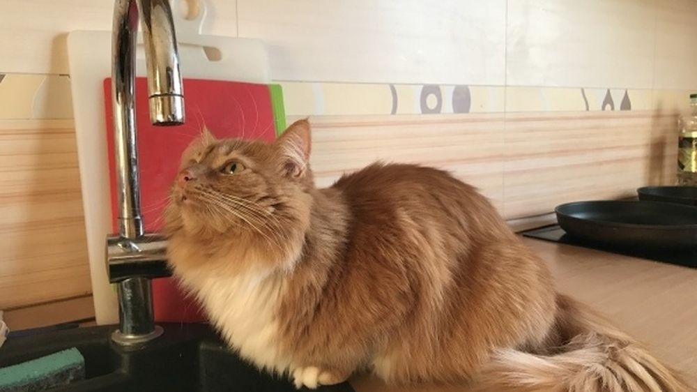 В Симферополе более тринадцати улиц остались без воды 2 мая