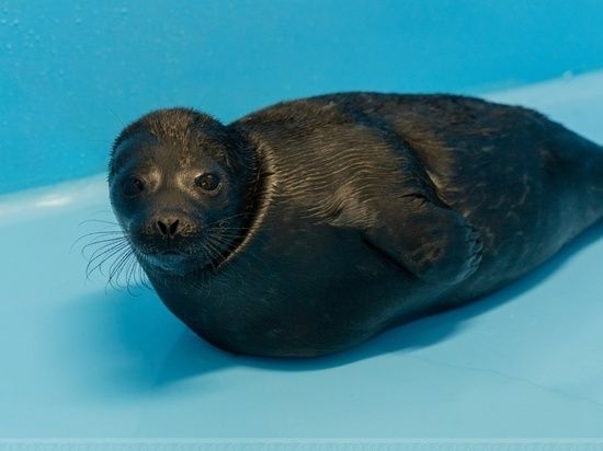 Жители Петербурга назвали спасенных нерпят Обухов и Аптекарь