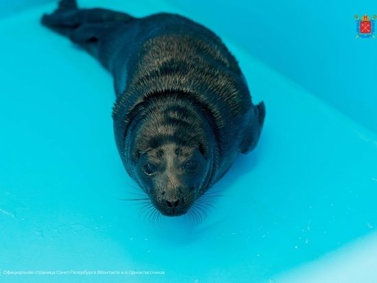 Жители Петербурга выбрали имена для спасенных нерпят