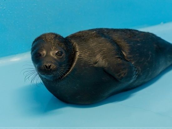 Обухов и Аптекарь: петербуржцы выбрали имена для спасенных нерп