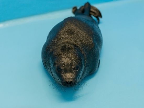 Петербуржцы определились с именами для спасенных ладожских нерп