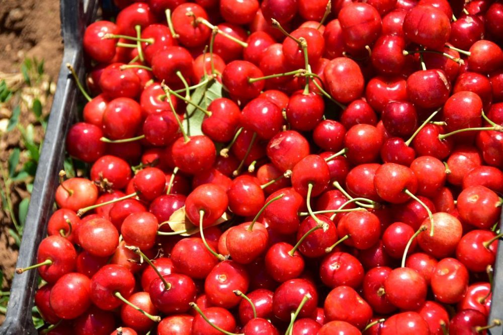 Где в Ялте и поселках пройдут сельхозярмарки выходного дня