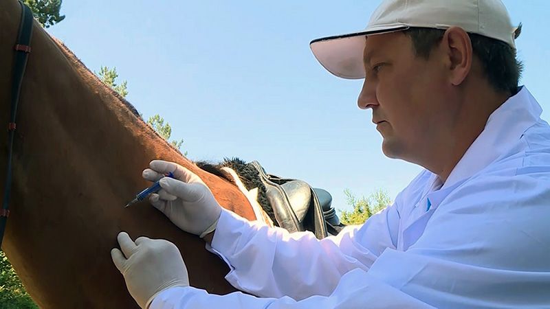 В Севастополе провакцинируют лошадей, собак и кошек