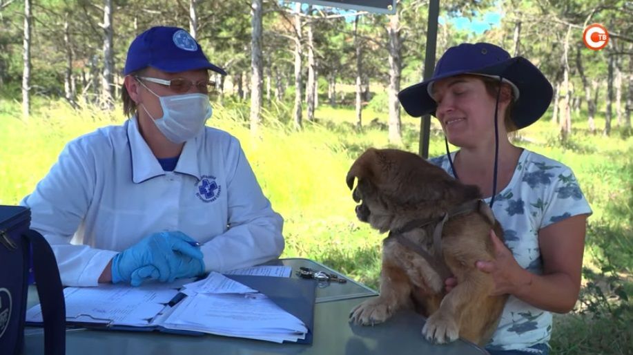 В Севастополе провакцинируют лошадей, кошек и собак
