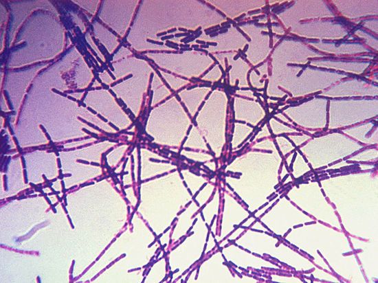 На территории Украины зафиксировали случай заражения сибирской язвой