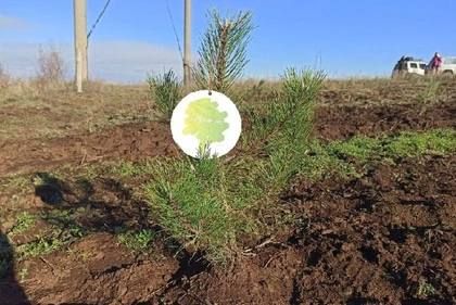 Минприроды ЛНР высадило более семи тысяч саженцев сосны в ЛНР
