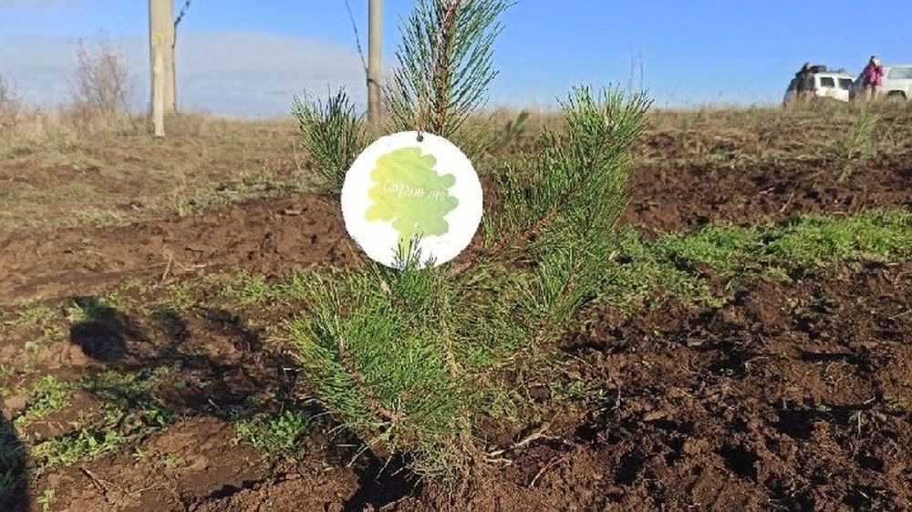 Минприроды ЛНР высадило более семи тысяч саженцев сосны в ЛНР