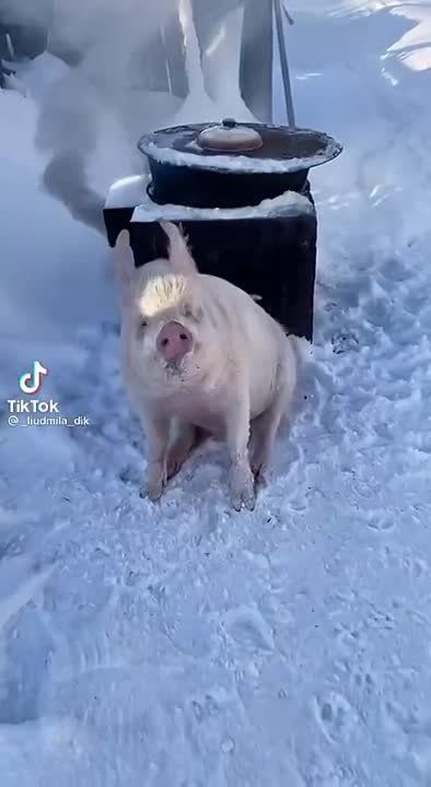 ������ ����������: ����, ���� 2022
