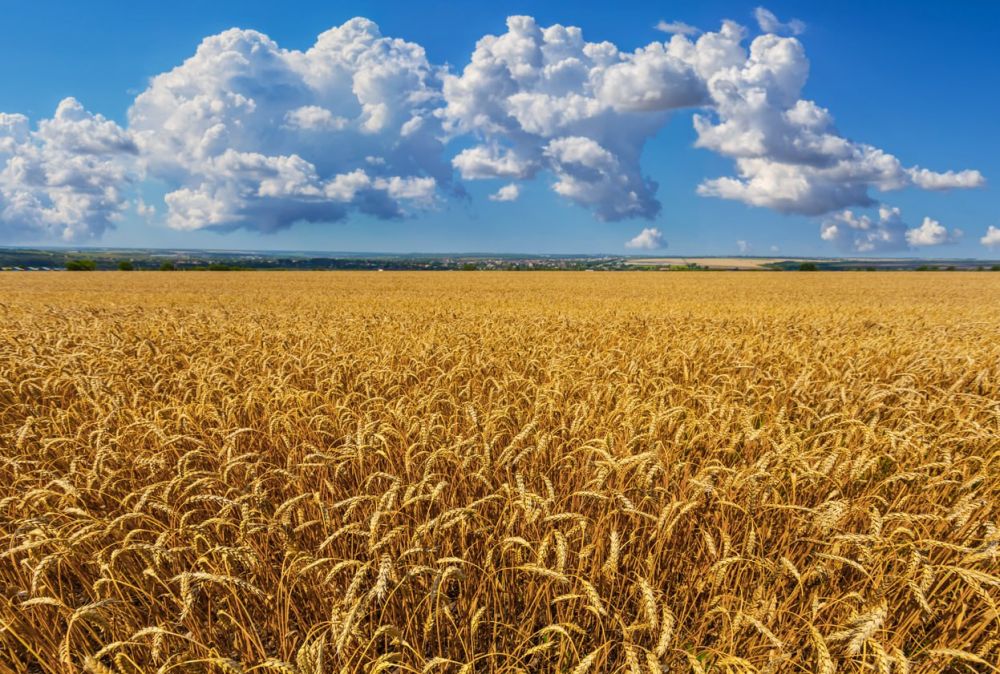 NZZ: ������ ��������� ������ 20% ���������� ������� �� ����������� ������������