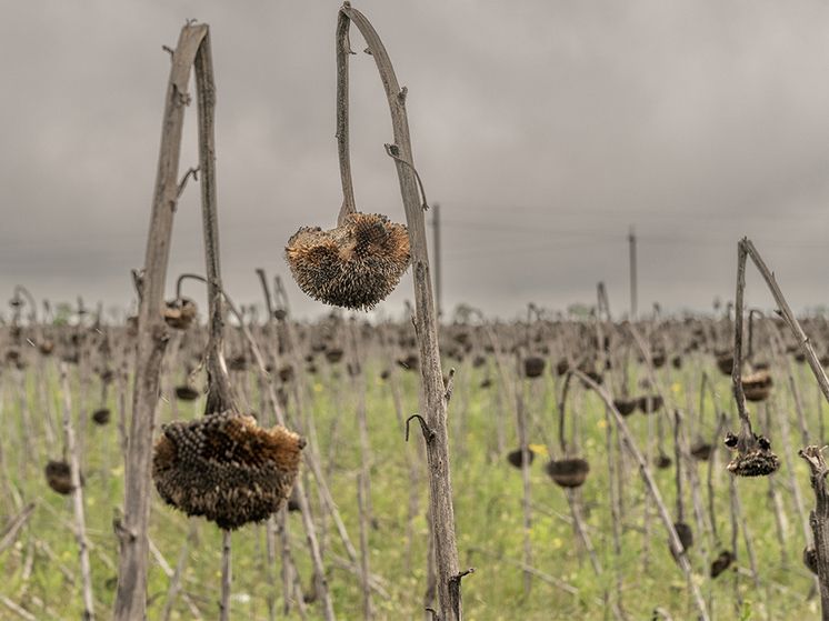 ������������ ������ �� �������: ������-���������� 19 ����