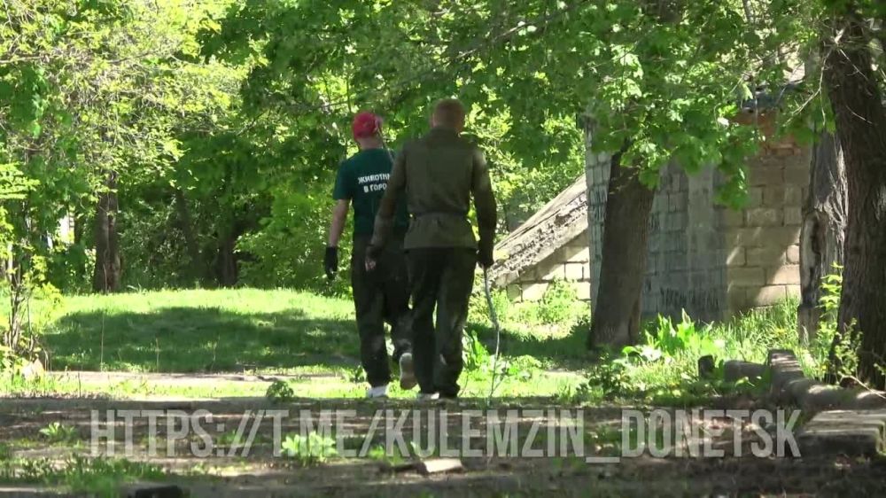 Алексей Кулемзин: О напряжённой ситуации, связанной с большим количеством бездомных животных на улицах Донецка, рассказала исполняющая обязанности директора коммунального предприятия «Животные в городе» Александра Гавриш