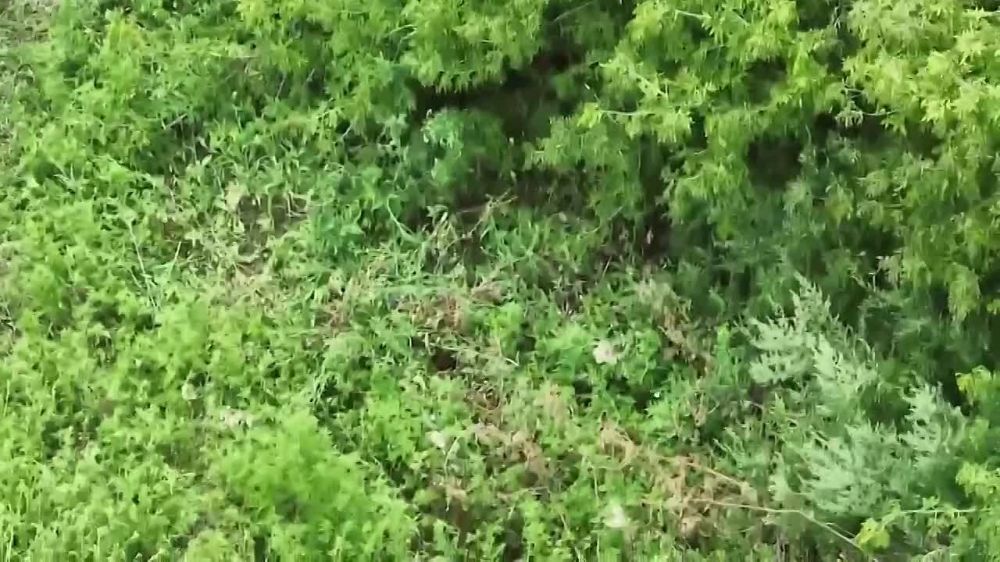 Юлия Витязева: Не знаю, обратят ли внимание на это преступление разного рода докладчики из ООН, ОБСЕ и прочих организаций...