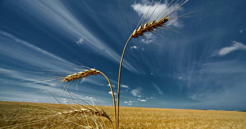 Россия вышла из Черноморской зерновой сделки: последствие, как повлияет на Запад