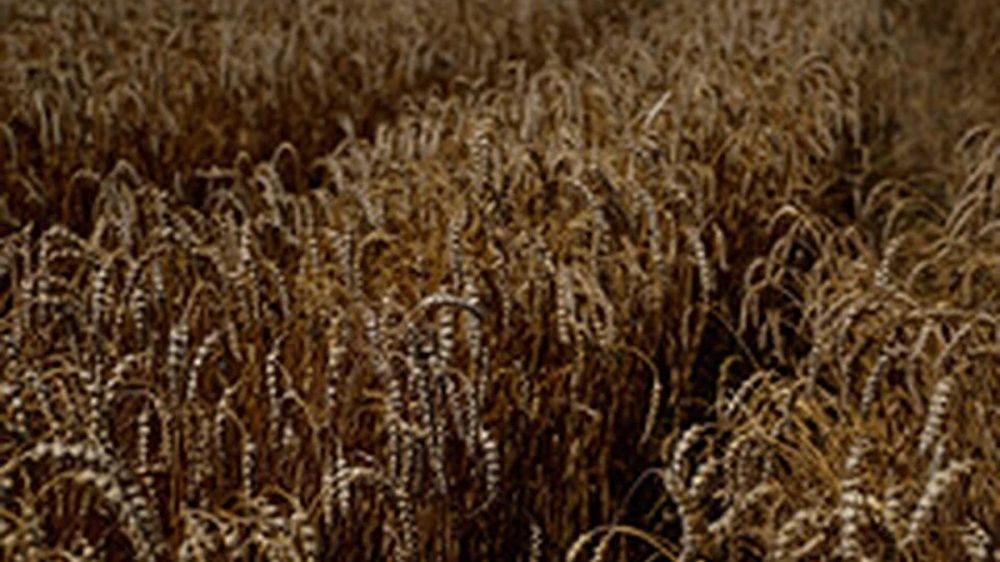 ������� ������������ ������� ��������: ����� �������� �������������� ���� �� 30%