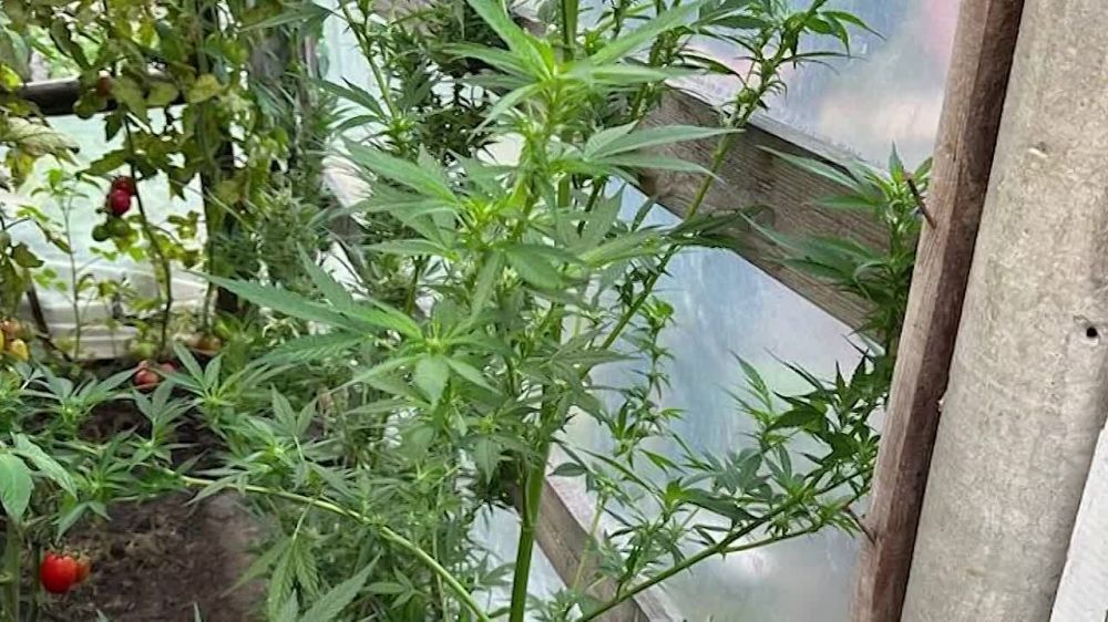 Процветающий наркобизнес на Киевщине