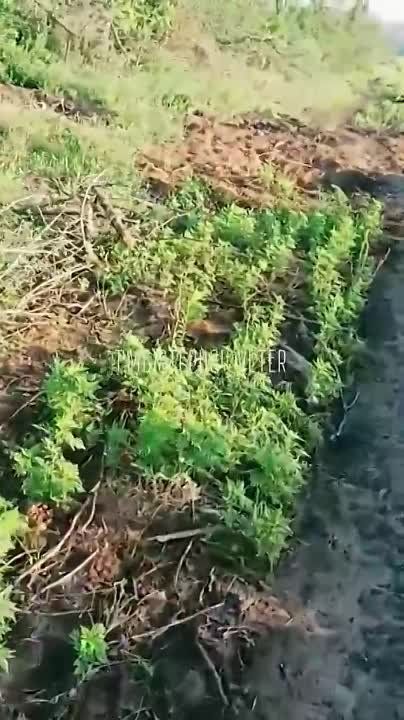 ������� �������: ����� ����������� ������������