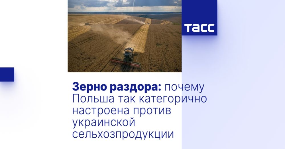 Зерно раздора: почему Польша так категорично настроена против украинской сельхозпродукции