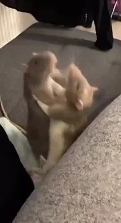 ���� ��������: ���������� ������ ���������� ��������� ������-���������.