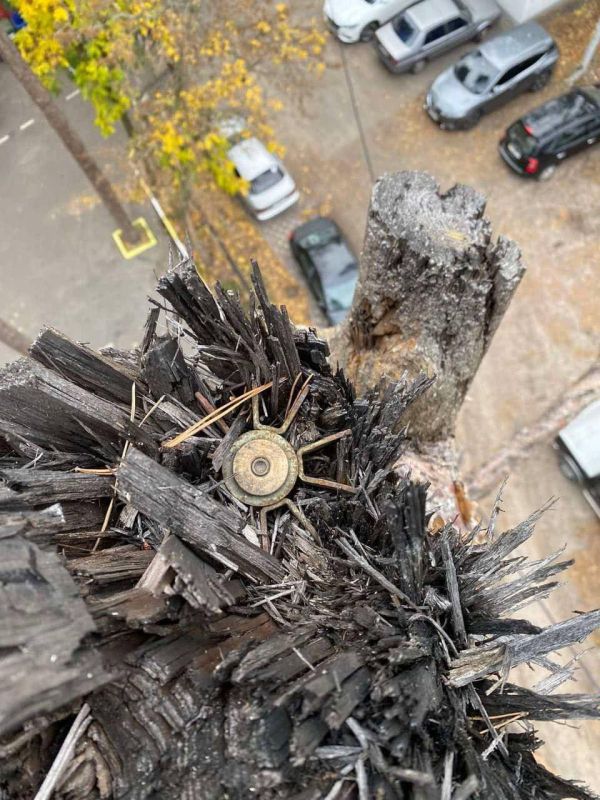 В Ирпени на дереве была обнаружена неразорвавшаяся 82-мм мина, которую изъяли саперы