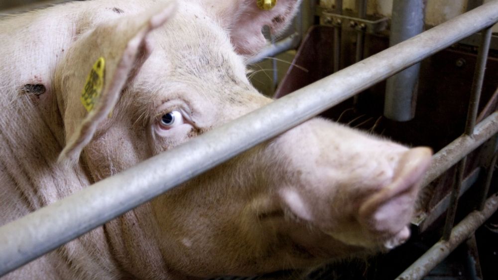 Пять десятков туш зараженных африканской чумой нашли под Киевом