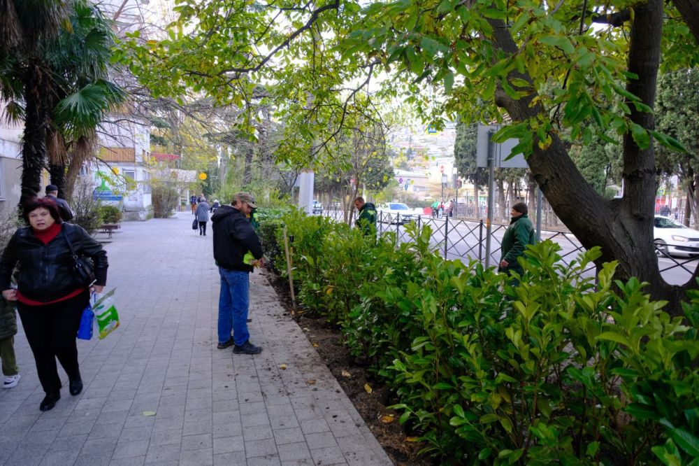 Янина Павленко: Восстанавливаем живую изгородь на Московской и Киевской вдоль дороги - сегодня здесь появилось 600 кустов лавровишни