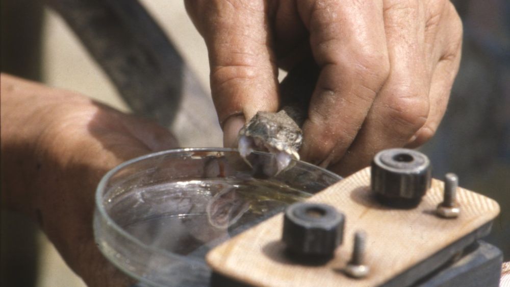 �� ��� �������� ����� ���� ����� ��� ������� � ������ ����� ��������� � �������? �������� ��������