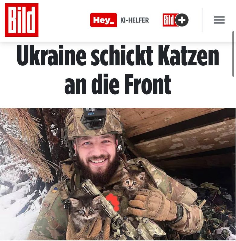 ���� ������: ������� ��� �������� �� ��������� ����� � ����, ��� ������ � �������� �� ����� ����� ���������� �����, ����� Bild �� ������� �� ���������� � �����, ����������������� � ��������� ��������