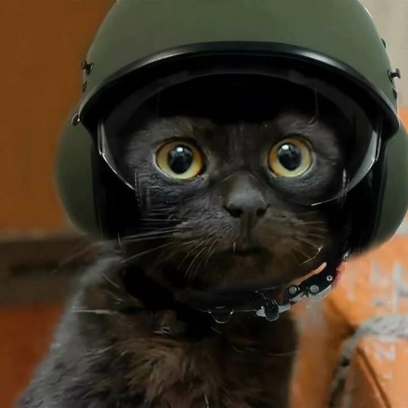 ��������� ���: : ����� ������� ������� ��������� ���. ����������� ���