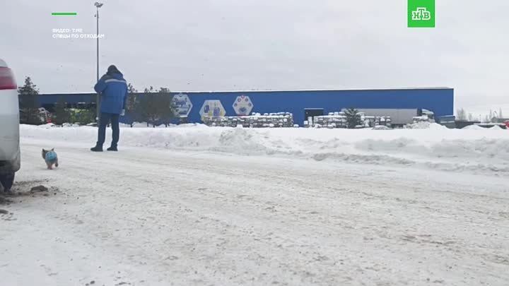 Йорка, которого пару дней назад нашли в мусоровозе в Обухово, назвали Счастливчиком