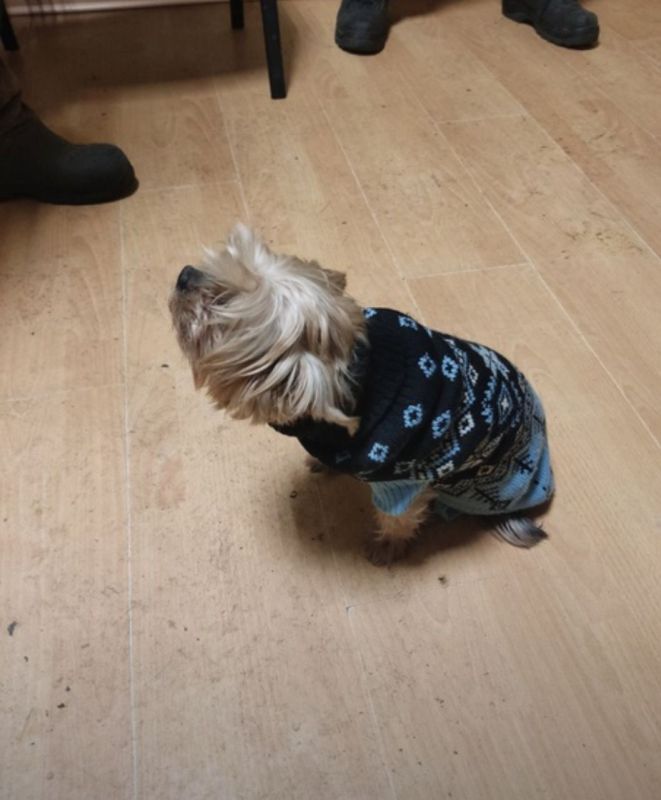 Йоркширского терьера спасли на мусорообрабатывающем заводе из измельчителя