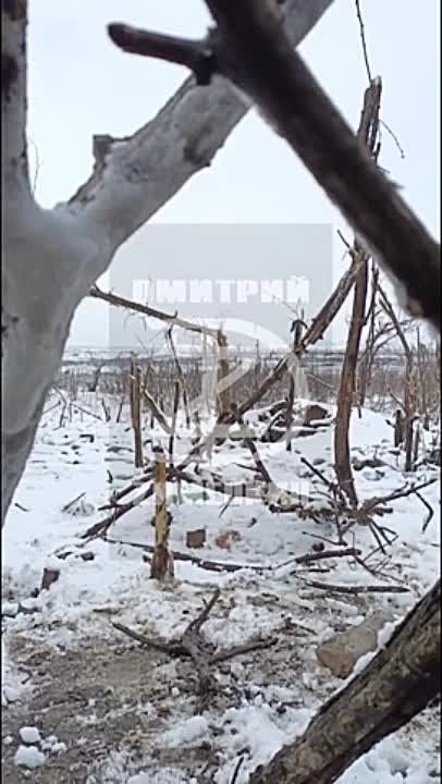 ������� ��������: ������������ ����� ��-��� ��������� (����������� �����������) �� ����������� 85 ������� � �������� "�����"