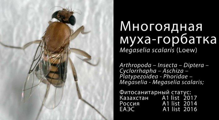 �������� ���������� ������ �� �������� � ��� "��������" ����-��������?