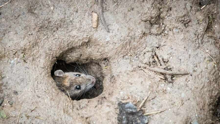 ������� ��������� ������� �� �������� ������ �������, ������������ ��� � Le Figaro