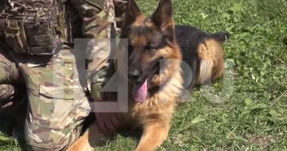 ������������� "��������" �������, ��� ��������� �����-��������� � ���