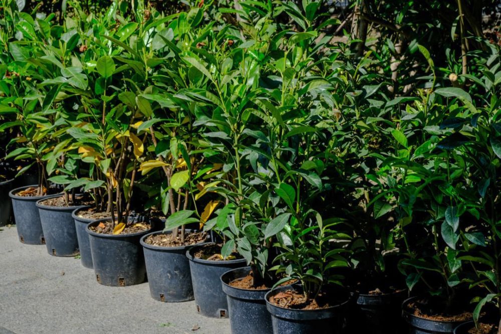 В Ялте воссоздают живые изгороди