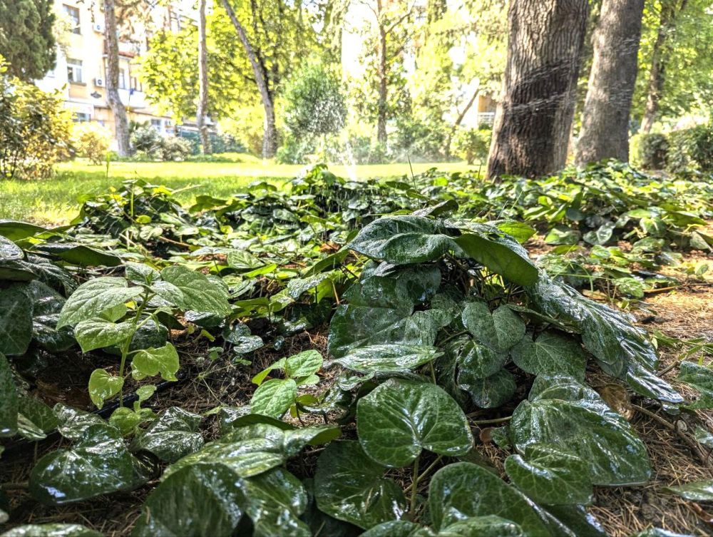 Янина Павленко: Создаем на ялтинских клумбах красивый ковёр