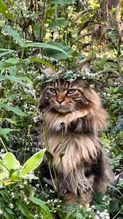 До свиданья, июль, до свиданья, Мудрый август в окошко стучит Мы немного взгрустнем на прощанье Светлой грустью, без лишних обид