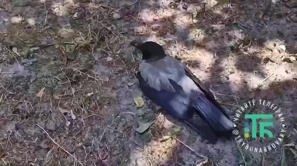 Очередная дьявольщина на Украине