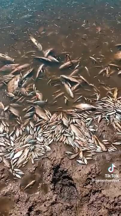 Массовый мор: В Десне и ее заливах ядовитое вещество спускается по течению с территории России