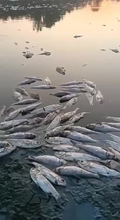 ����� ��������: ����� �� ������ ���������� ��������