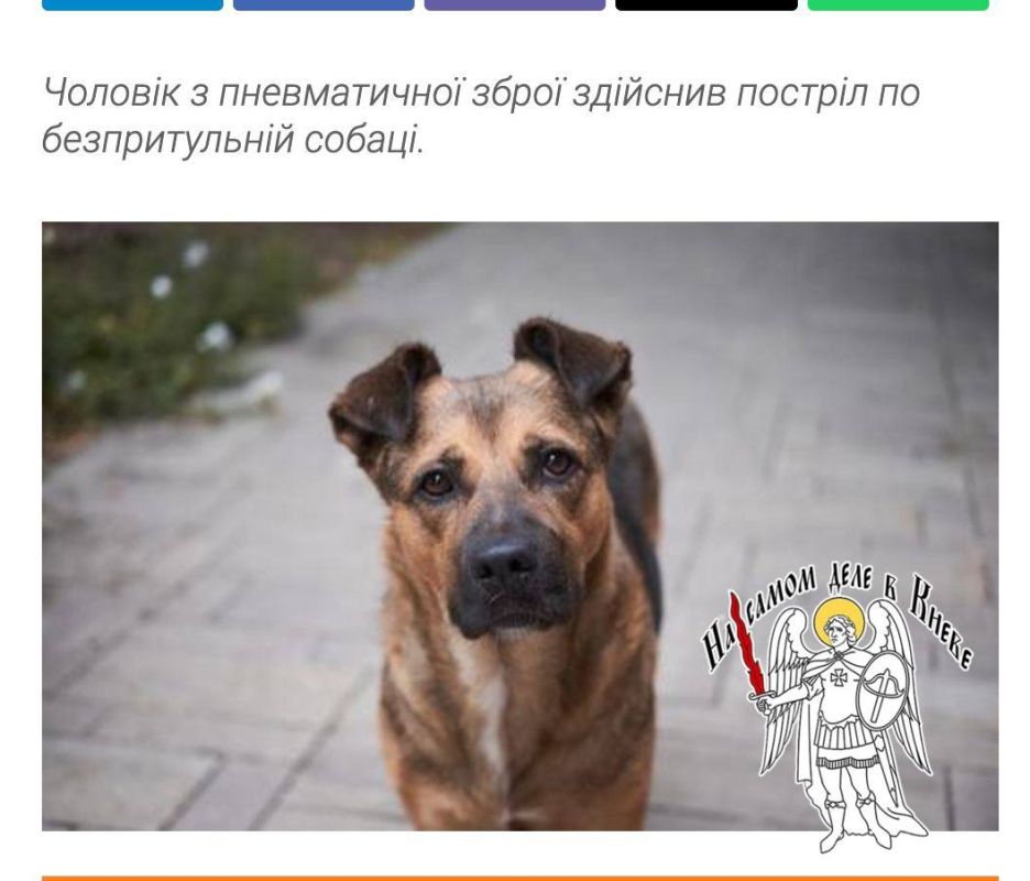 Жестокое общество: в Киеве становится все больше живодеров