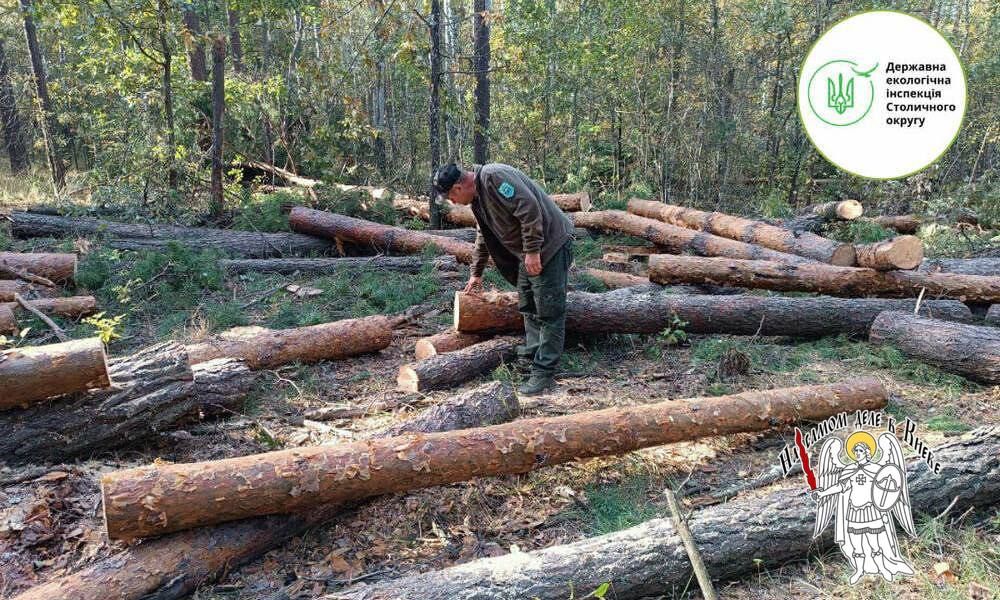 Табуретки с радиацией. На территории Чернобыльского радиационно-экологического биосферного заповедника обнаружили незаконную вырубку деревьев