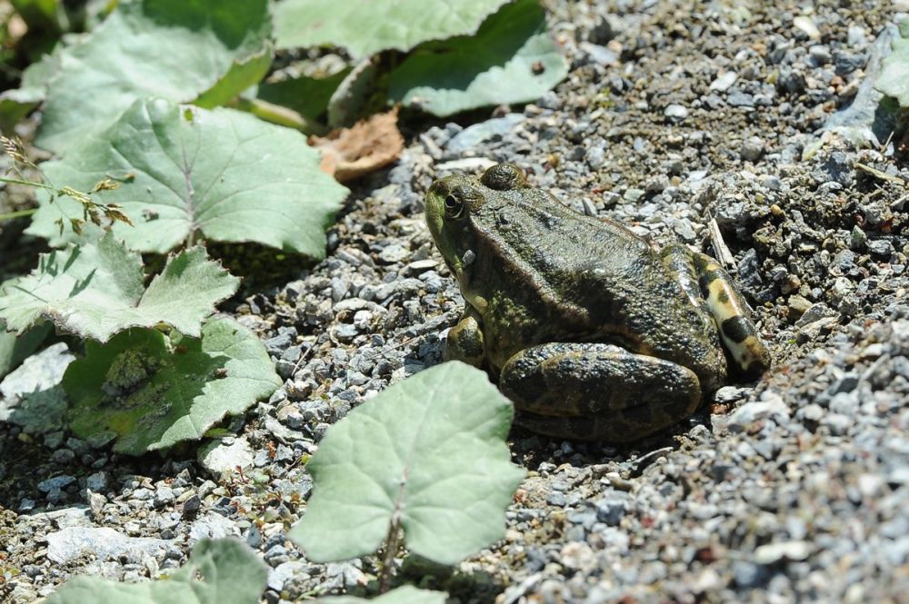 У чернобыльских лягушек появился иммунитет к радиации