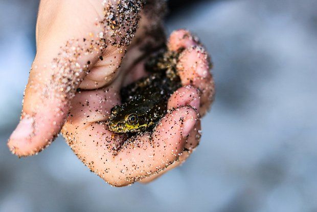 Biology Letters: чернобыльские лягушки оказались неуязвимы для радиации