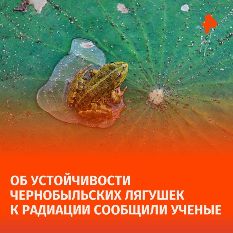Лягушки из зоны отчуждения оказались устойчивы к радиации
