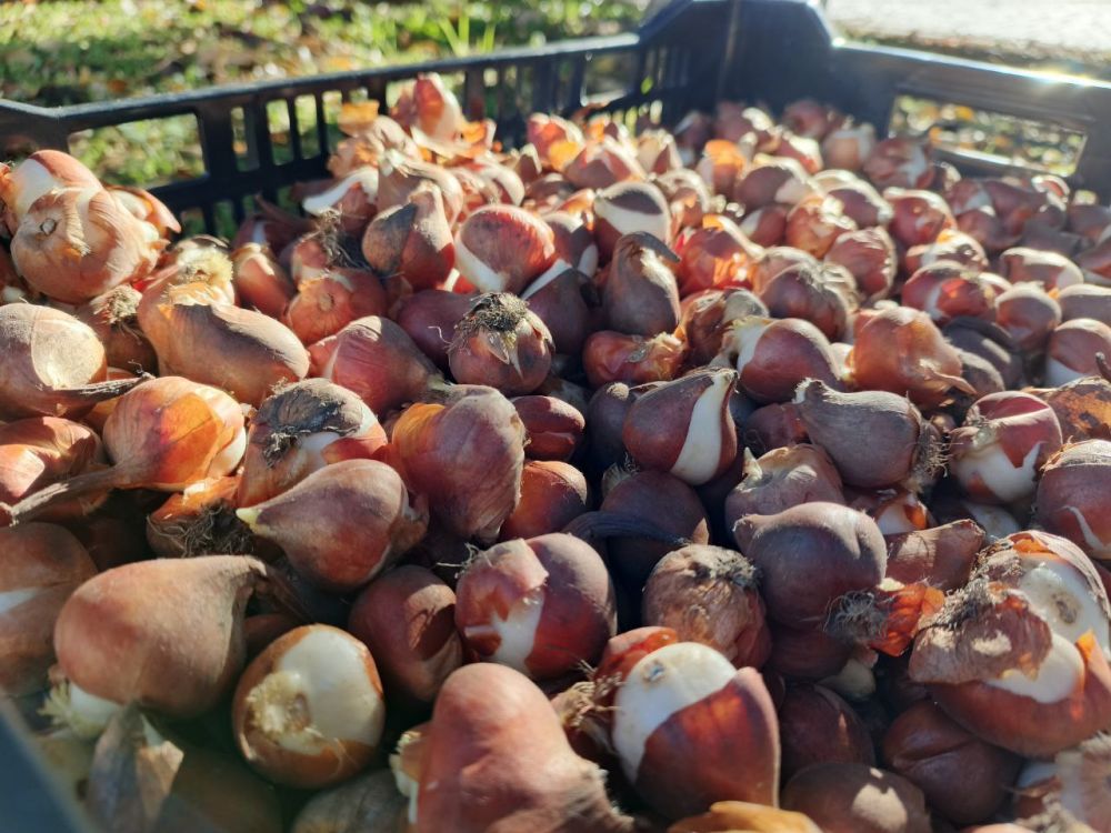 В Евпатории высаживают более 20 тысяч тюльпанов