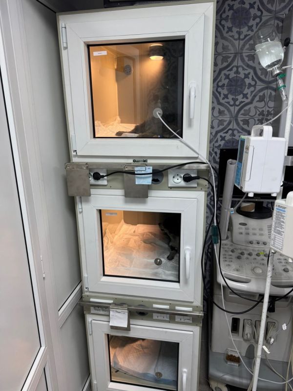 Обломки беспилотника ВСУ во вторник вечером упали на приют для животных в Белгородской области, погибли и ранены находившиеся там собаки, рассказала РИА Новости руководитель ветеринарной клиники "Котенок Гав" Светлана Бучнева