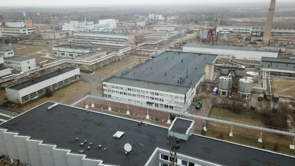 Чернобыльские собаки ведут себя странно: Что происходит в "зоне отчуждения"