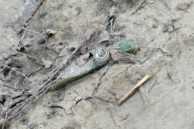 Глава района Курской области Зайцев: ВСУ разбросали мины в Большом Солдатском