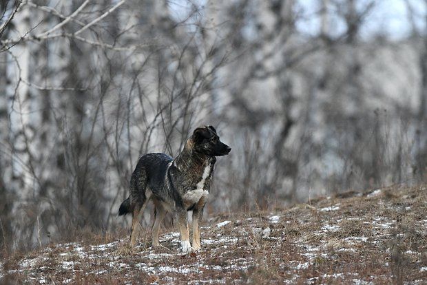 PLOS ONE: Различия в генетике у собак в Чернобыле не были вызваны мутацией